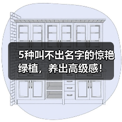 5种叫不出名字的惊艳绿植,养出高级感!(图3) 5种叫不出名字的惊艳绿植,养出高级感!(图3)